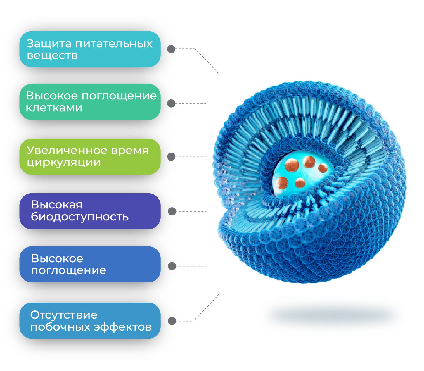 Роль липосом в организме